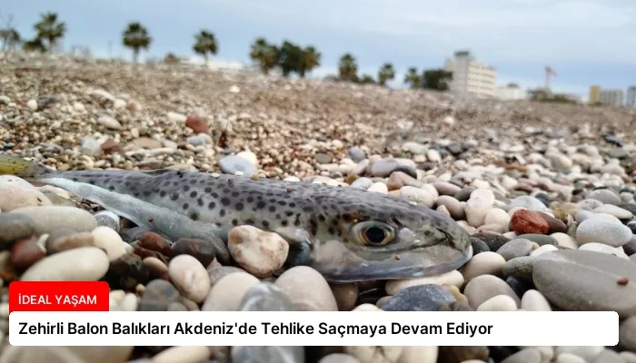 Zehirli Balon Balıkları Akdeniz’de Tehlike Saçmaya Devam Ediyor