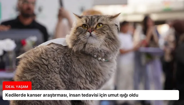 Kedilerde kanser araştırması, insan tedavisi için umut ışığı oldu