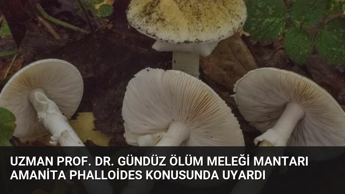 Uzman Prof. Dr. Gündüz Ölüm Meleği Mantarı Amanita phalloides Konusunda Uyardı