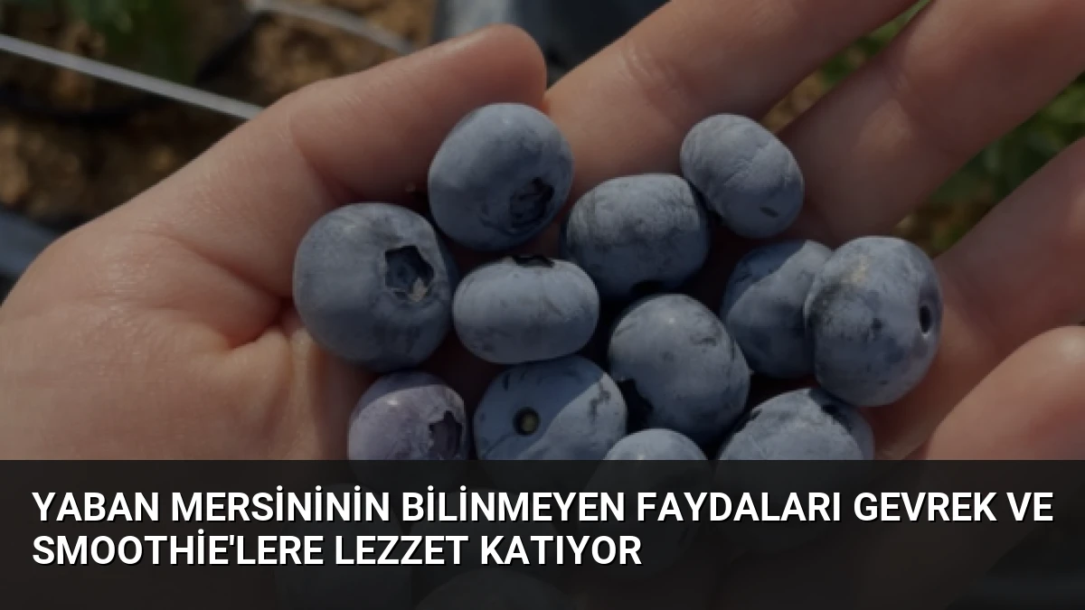 Yaban Mersininin Bilinmeyen Faydaları Gevrek ve Smoothie’lere Lezzet Katıyor