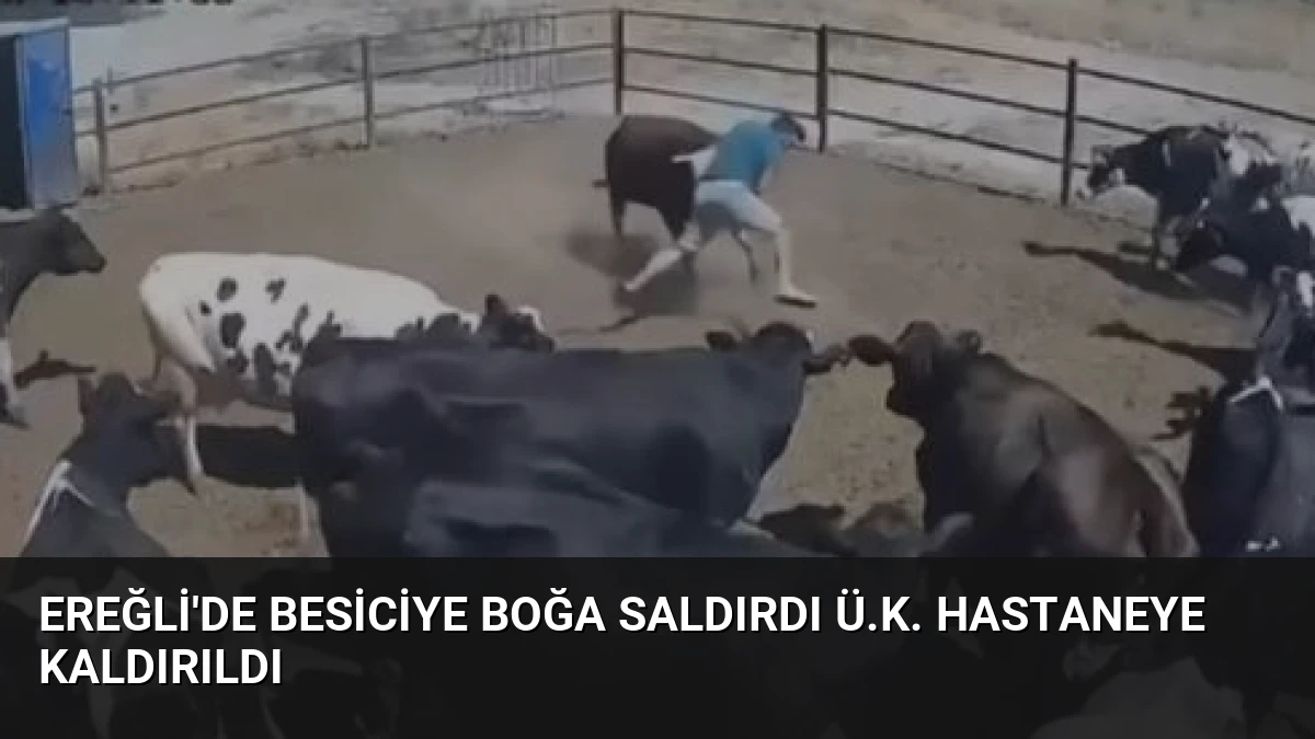 Ereğli’de Besiciye Boğa Saldırdı Ü.K. Hastaneye Kaldırıldı