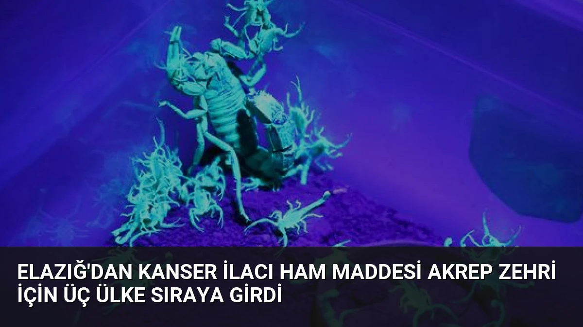Elazığ’dan Kanser İlacı Ham Maddesi Akrep Zehri İçin Üç Ülke Sıraya Girdi