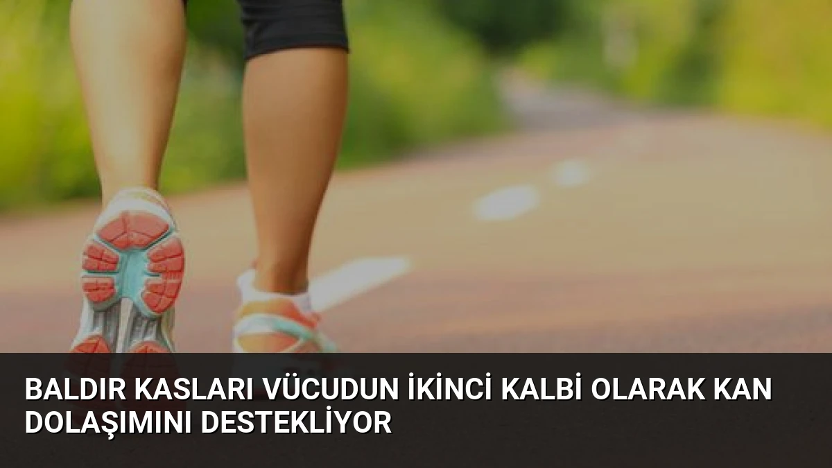 Baldır Kasları Vücudun İkinci Kalbi Olarak Kan Dolaşımını Destekliyor
