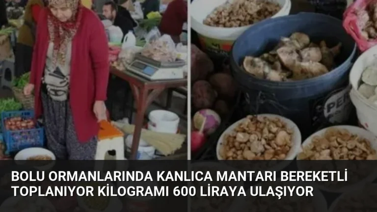 Bolu Ormanlarında Kanlıca Mantarı Bereketli Toplanıyor Kilogramı 600 Liraya Ulaşıyor
