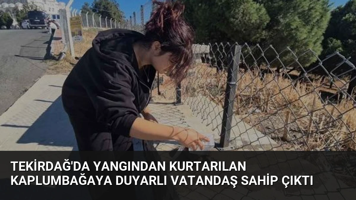 Tekirdağ’da Yangından Kurtarılan Kaplumbağaya Duyarlı Vatandaş Sahip Çıktı