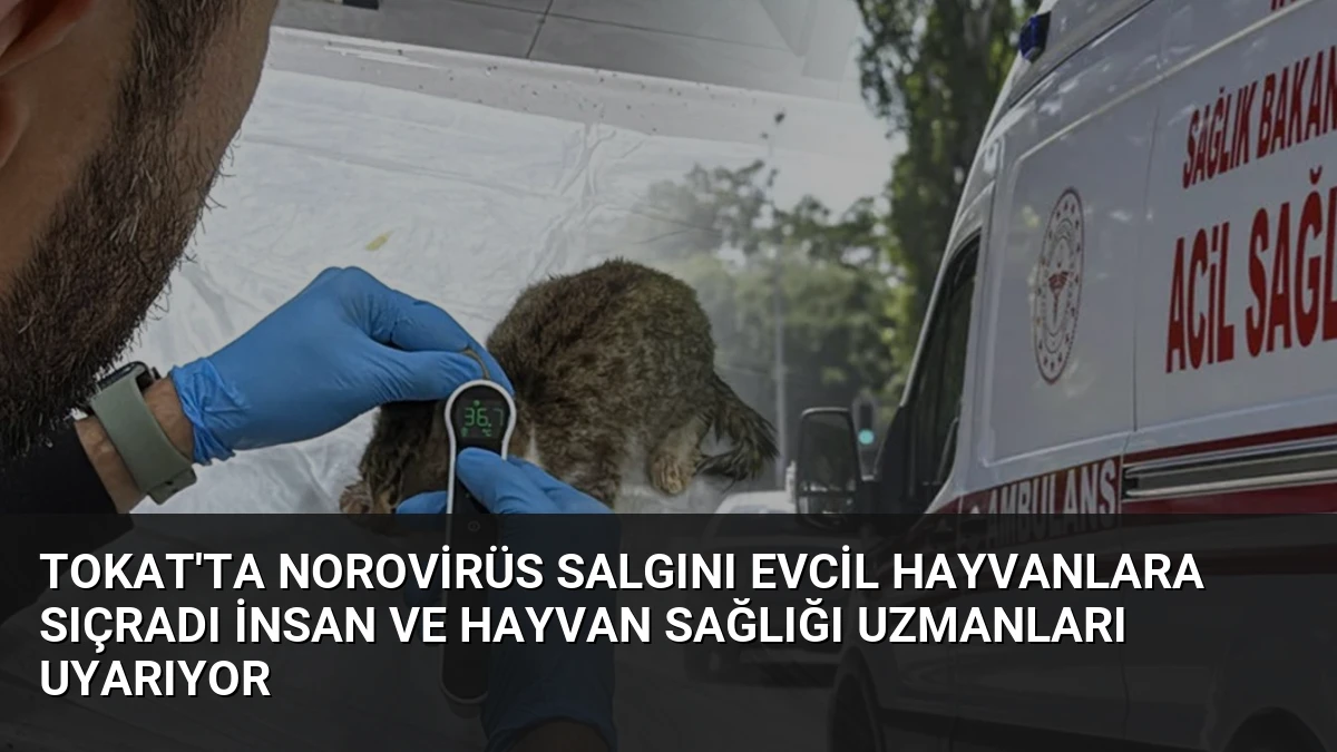 Tokat’ta Norovirüs Salgını Evcil Hayvanlara Sıçradı İnsan ve Hayvan Sağlığı Uzmanları Uyarıyor