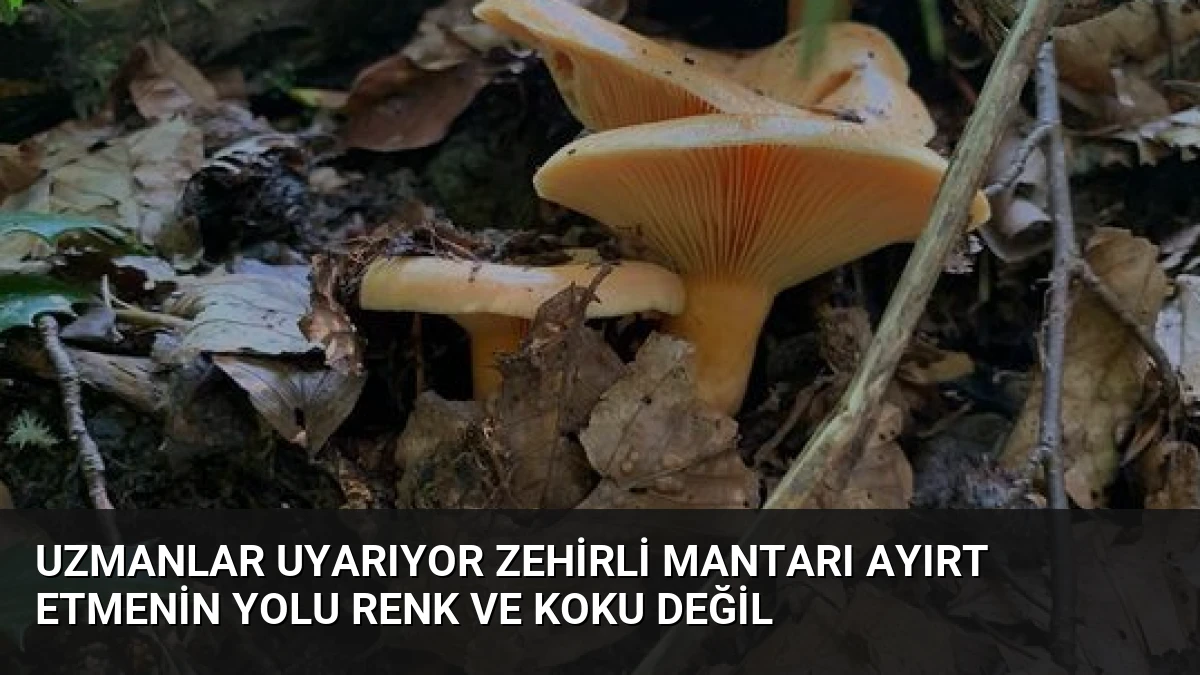 Uzmanlar Uyarıyor Zehirli Mantarı Ayırt Etmenin Yolu Renk ve Koku Değil